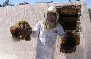 Vail Bee Removal employee holding removed comb